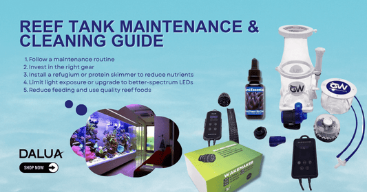 Reef Tank Maintenance & Cleaning Guide