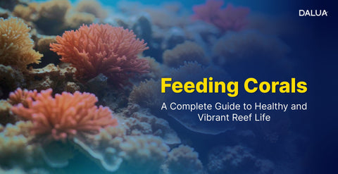 Feeding Corals: A Complete Guide to Healthy and Vibrant Reef Life