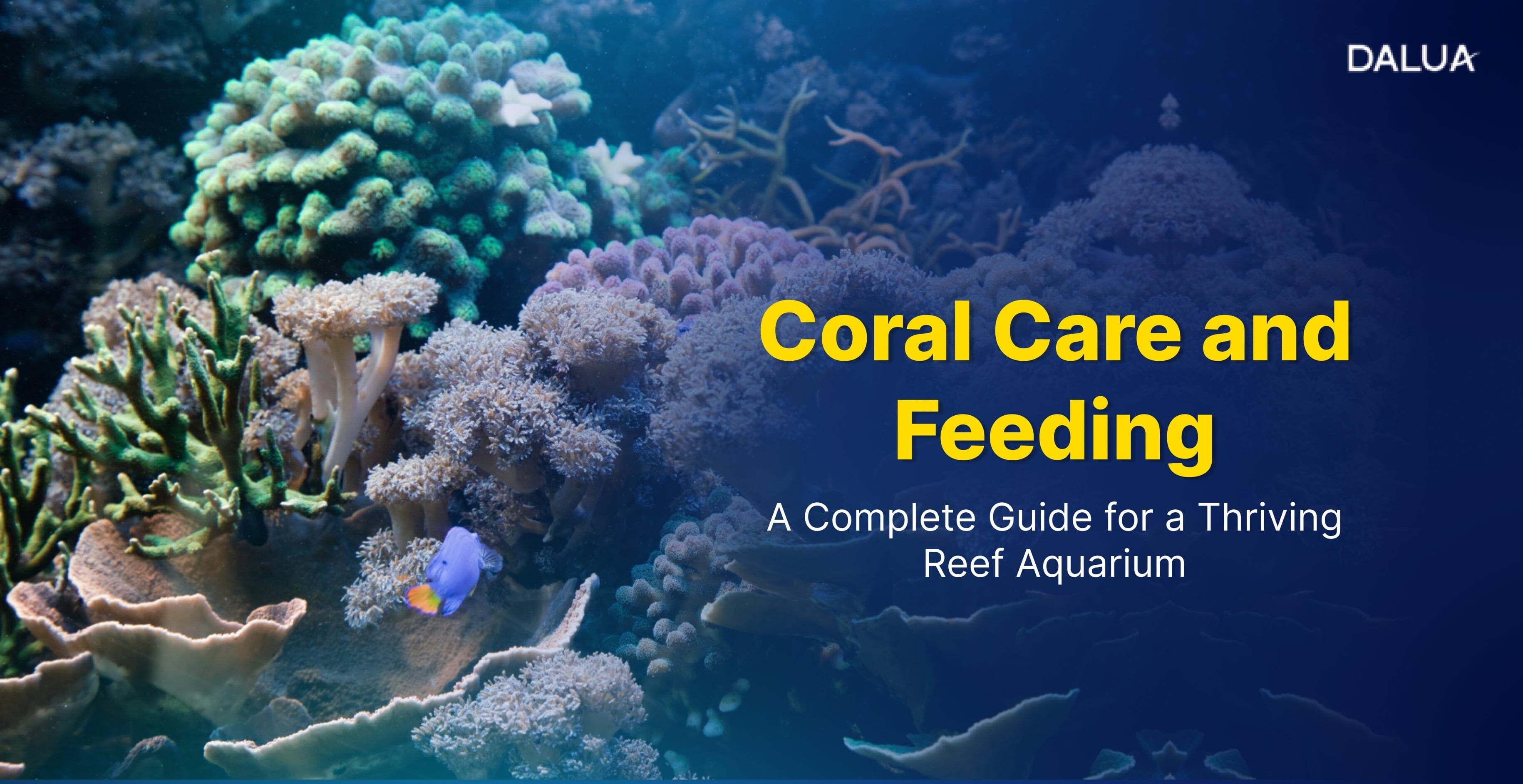 Coral Care and Feeding Guide – Dalua International LLC - Care And Feeding Tips For Roadside Caught Omnis