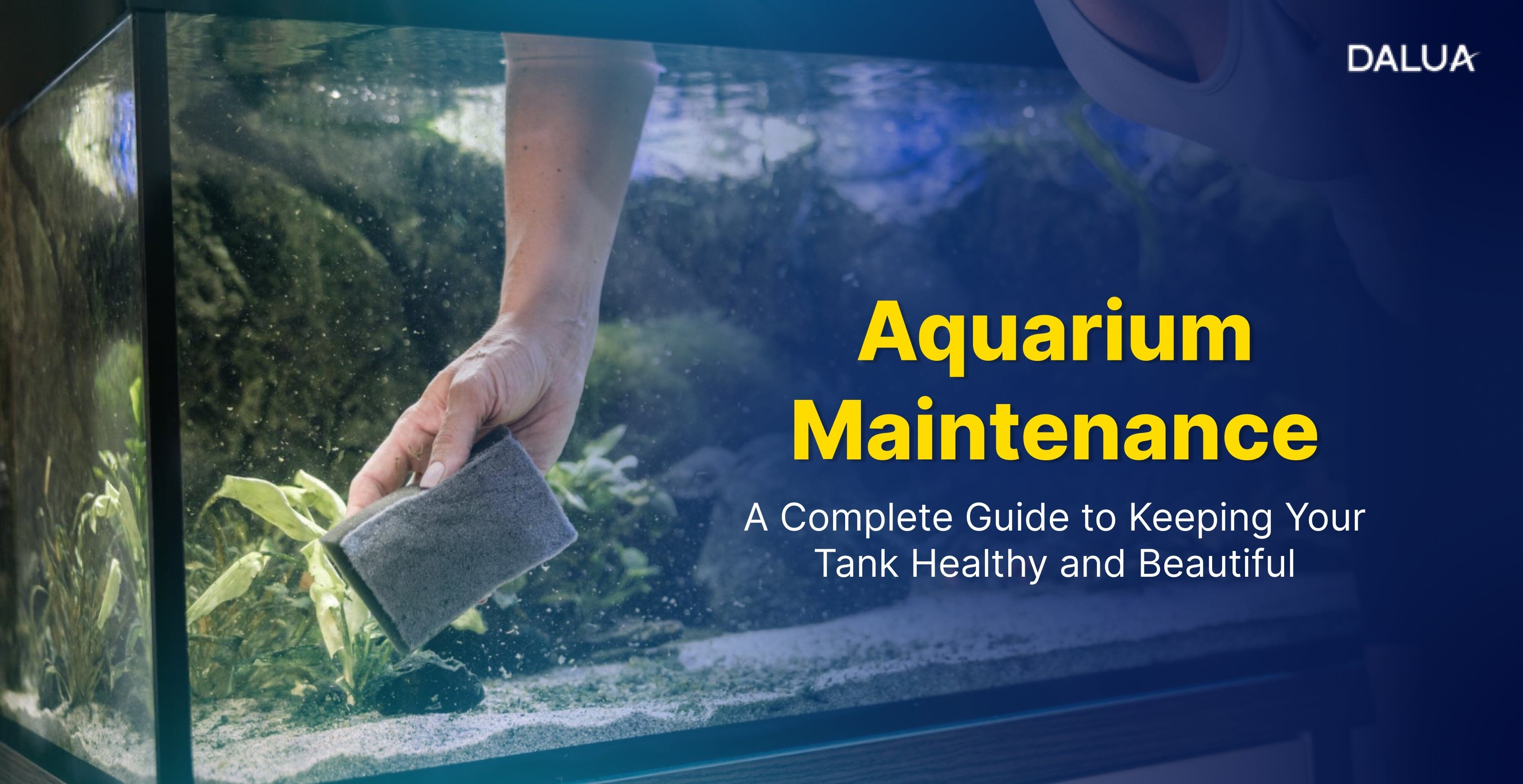 Aquarium Maintenance Guide for Healthy Tanks | Dalua International LLC