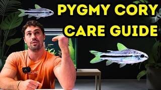 Pygmy Corydora | Care & Breeding Guide