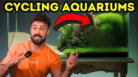 Aquarium Cycling Guide: How to Start a Healthy Fish Tank
