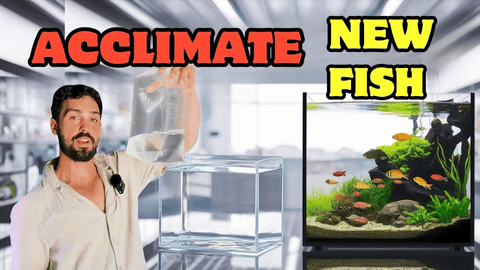 How to Introduce New Fish with Drip Acclimation