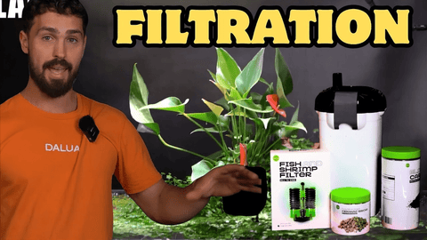 How to Choose the Right Aquarium Filter for a Healthy Fish Tank