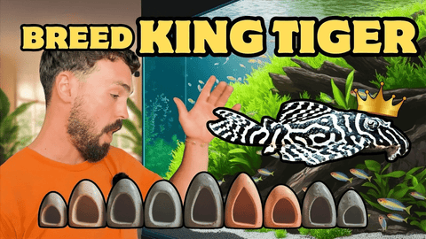 Breeding the King Tiger Pleco (L333) – Care, Feeding & Spawning Guide