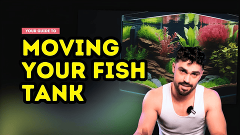 How to Move a Fish Tank Safely: Step‑By‑Step Guide for Stress‑Free Aquarium Relocation