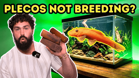 Why Your Bristlenose Plecos Aren’t Breeding — And the Exact Fix That Works
