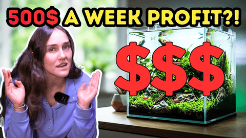 How I Make $500/Week Selling Shrimp: The Ultimate Shrimp Tank Design Breakdown