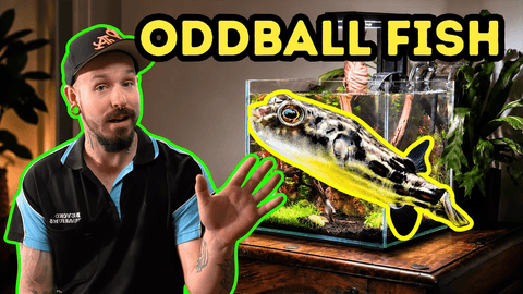 Unique Freshwater Centrepiece Fish for Your Aquarium – DALUA Fishroom Video Guide