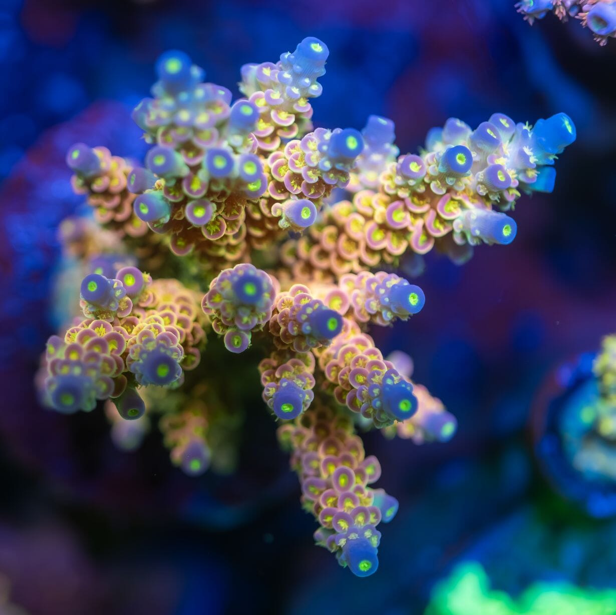 X4 Lighting Bundle lighting bundle pack DALUA