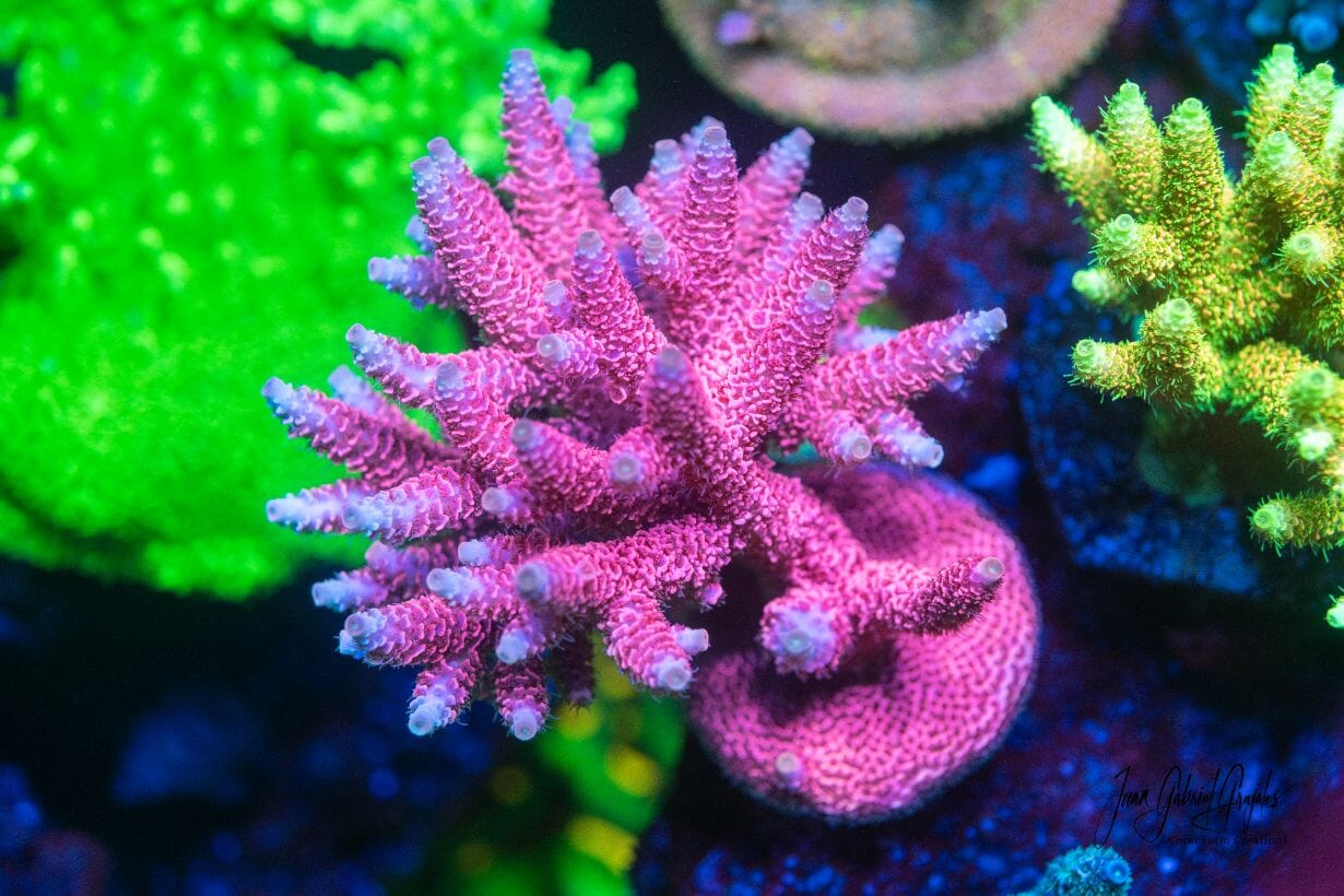 X4 Lighting Bundle lighting bundle pack DALUA