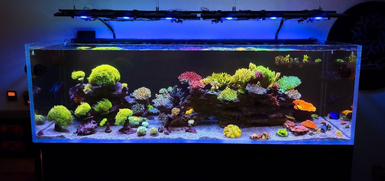 X4 Lighting Bundle lighting bundle pack DALUA