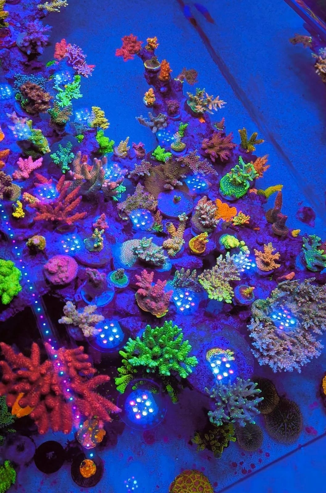 X4 Lighting Bundle lighting bundle pack DALUA