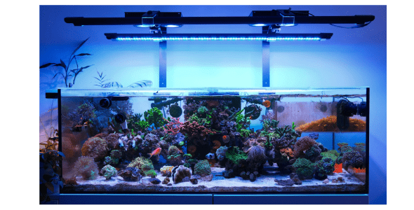 X4 Rear Mounting Arm DALUA