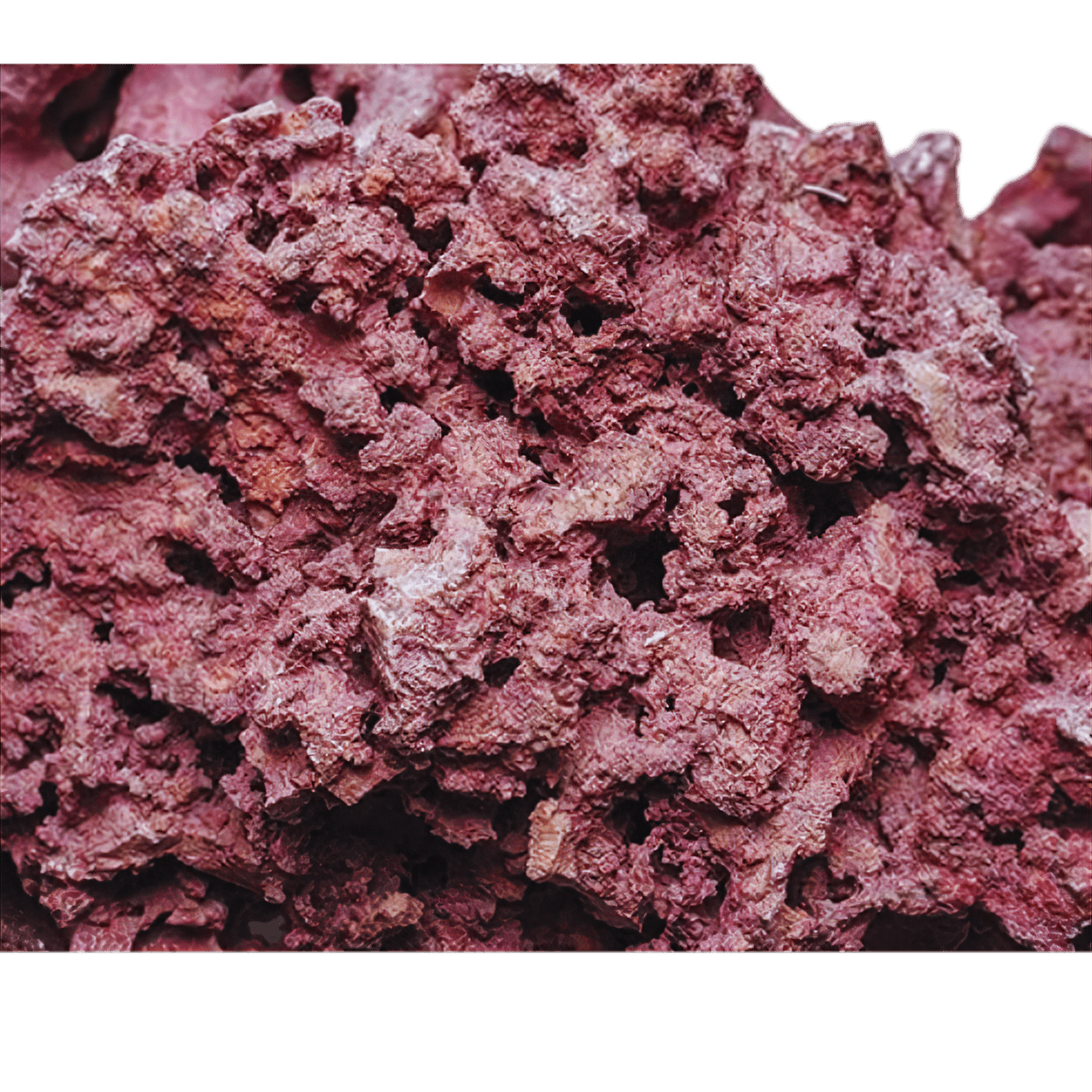 Marco Rocks Coralline DaluaAustralia