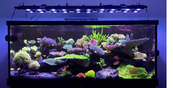 X4 Beast Mode SPS Lighting Bundle All Sizes 14 illumagic beast tank 1