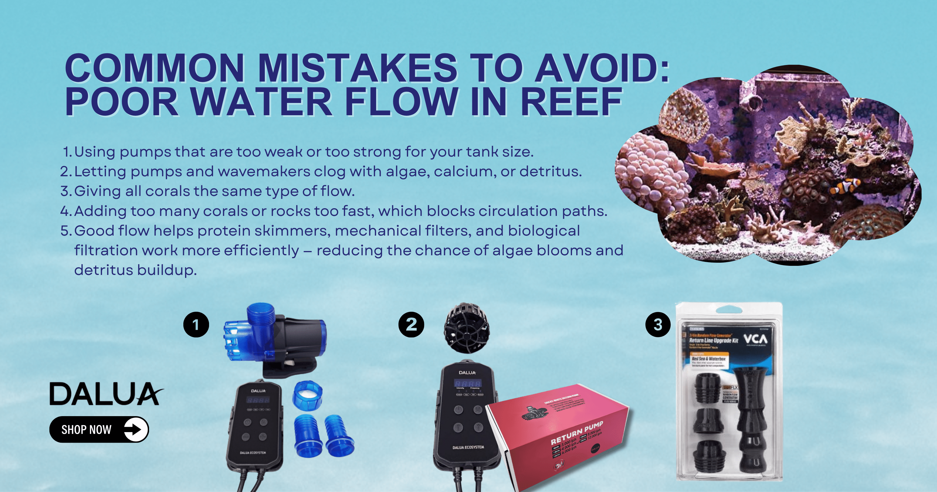 Common Reef Tank Problems and How to Fix Them (2025) – Dalua ...