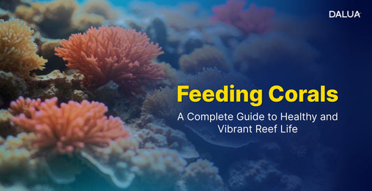 Feeding Corals: A Complete Guide to Healthy and Vibrant Reef Life
