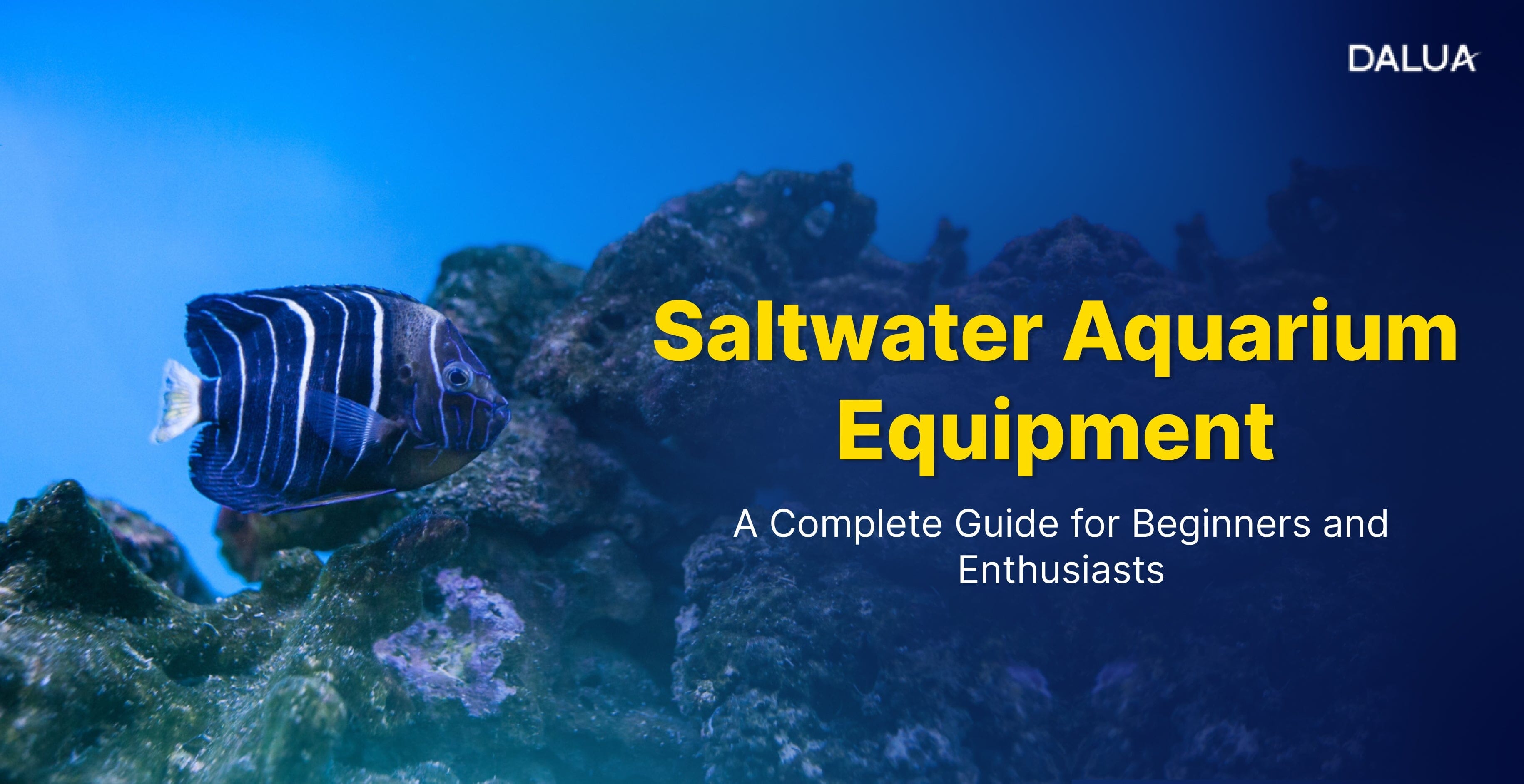 Saltwater Aquarium Equipment Guide – Dalua International LLC