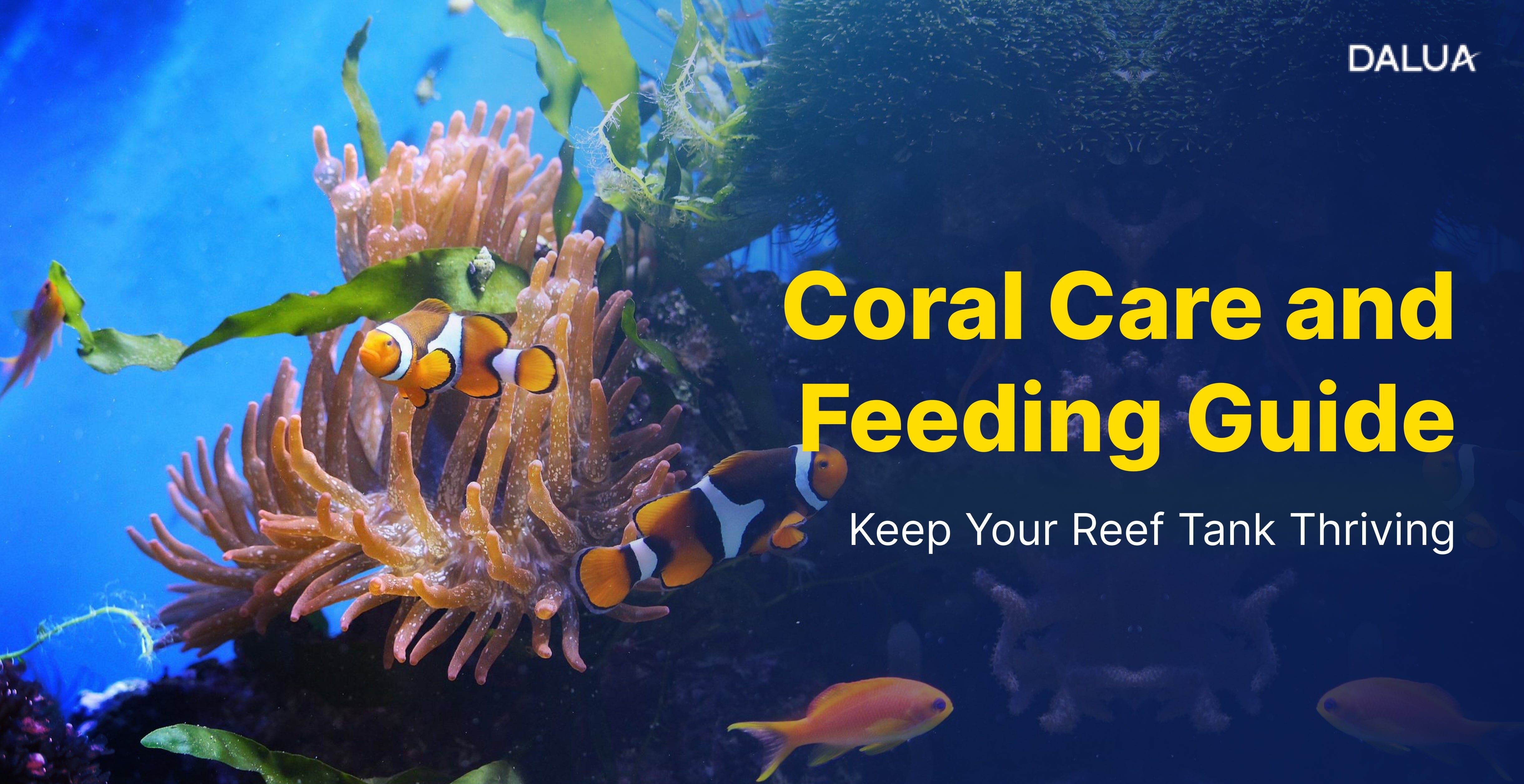 Reef Keeping Coral Care and Feeding Guide | Keep Your Reef Tank Thriving | Dalua ...