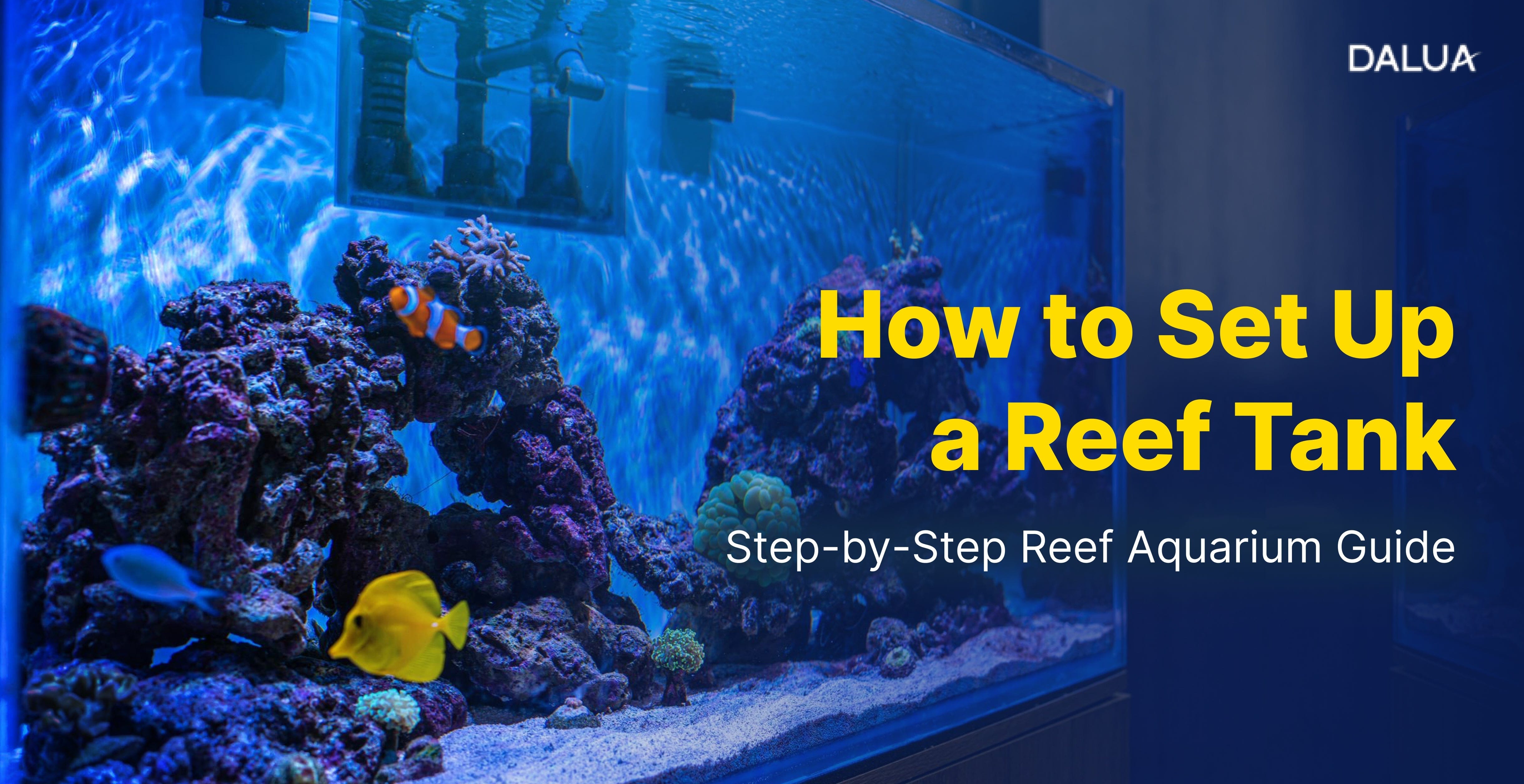 Reef Keeping How to Set Up a Reef Tank | Step-by-Step Reef Aquarium Guide | Dalua ...