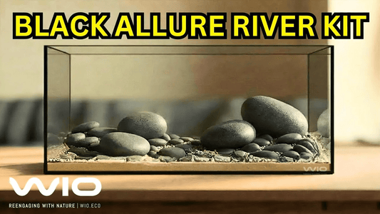 WIO Black Allure River Kit Unboxing & Aquascape