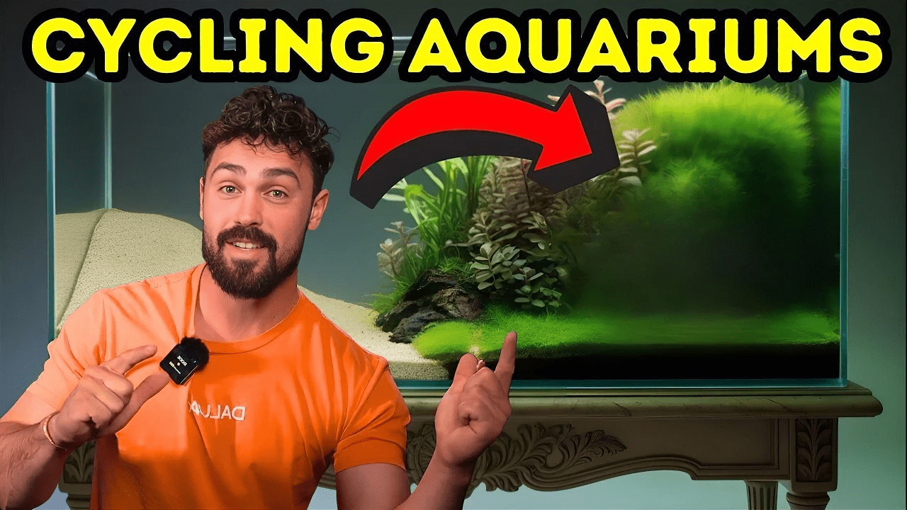 Image showcasing Aquarium Cycling Guide: How to Start a Healthy Fish Tank – Dalua ...