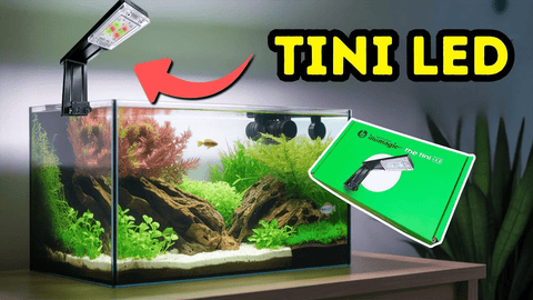 Illumagic TINI LED – Small Light, Big Power for Freshwater Aquascaping