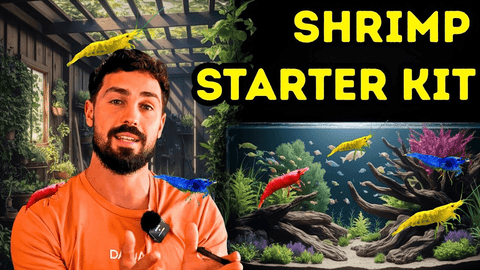 Starting a Thriving Cherry Shrimp Colony from Scratch  Dalua Fishroom Guide