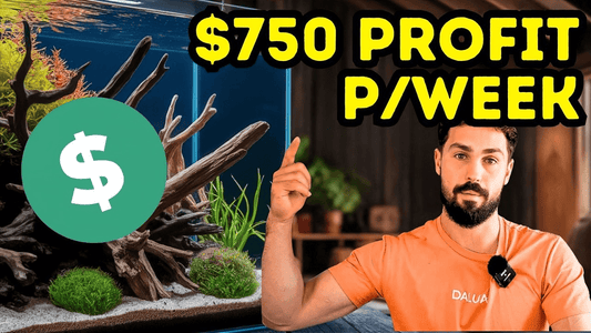 Building a Profitable Fishroom: How to Turn Your Aquarium Hobby Into Income