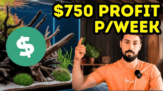 Building a Profitable Fishroom: How to Turn Your Aquarium Hobby Into Income