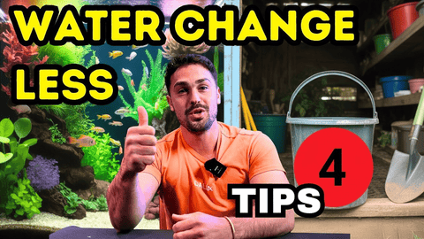 How to Never Water Change Your Fish Tank Again