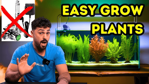 Low‑Tech Aquarium Plants That Thrive Without CO₂  Beginner‑Friendly Aquatic Plants Guide