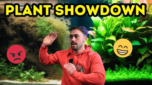 Best Aquarium Plants to Filter Your Fish Tank Naturally