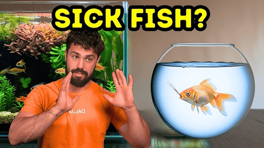 Identifying & Fixing Common Fish Diseases: Early Warning Signs & Fast Treatments