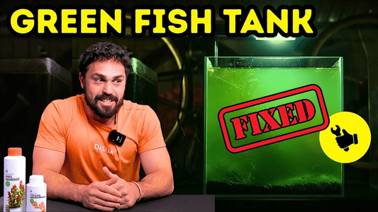 Why Your Fish Tank Water Turns Green