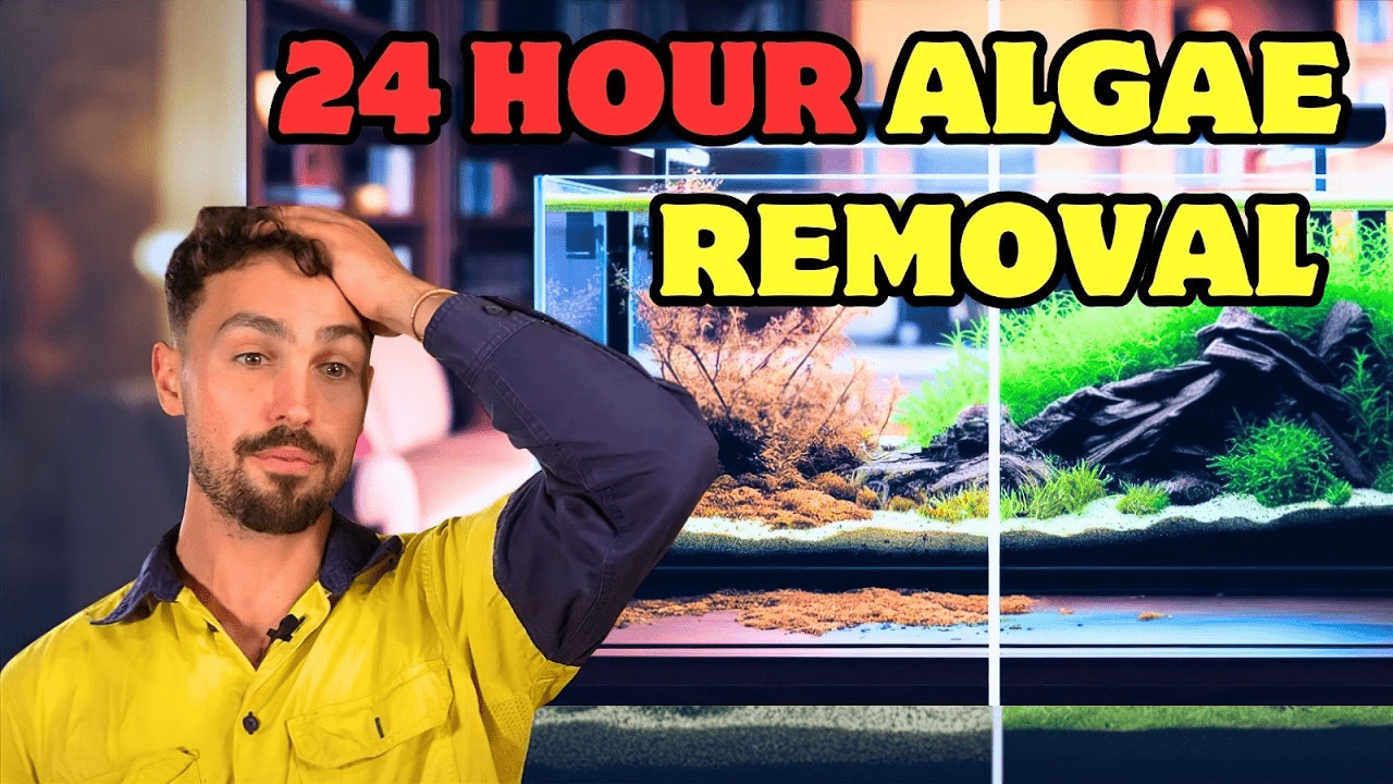 Save Your Aquarium: 5 Proven Steps to Eliminate Algae Fast – Dalua ...