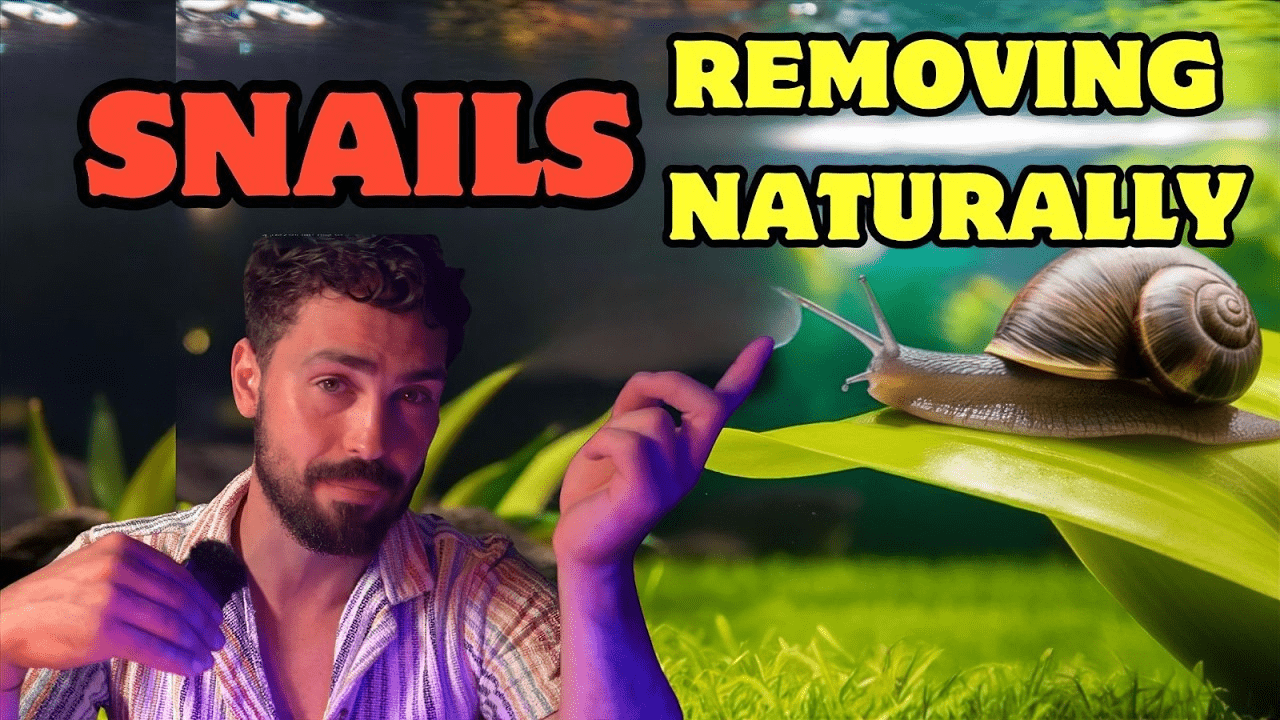 How To Get Rid Of Pest Snails