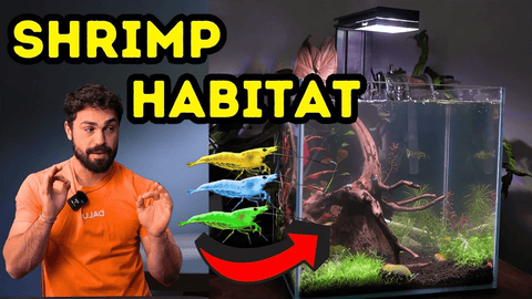 Nano Tank Transformation: From Algae to Shrimp Paradise