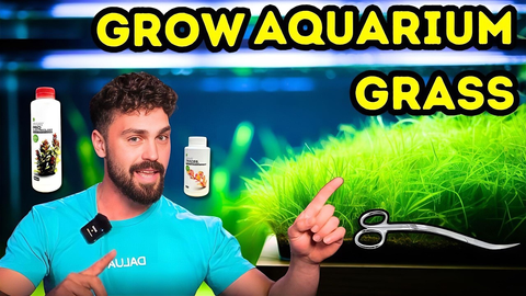 Grow Perfect Aquarium Grass: Monte Carlo Aquascaping Pro Tips