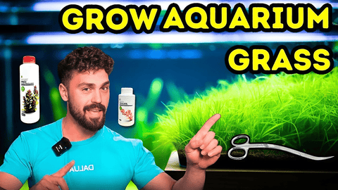Grow Perfect Aquarium Grass: Monte Carlo Aquascaping Pro Tips