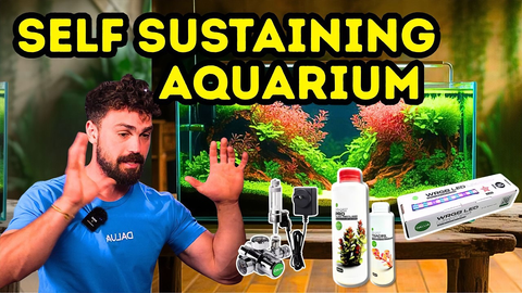 No Water Changes for 2 Years: How to Build a Self-Sustaining Aquarium
