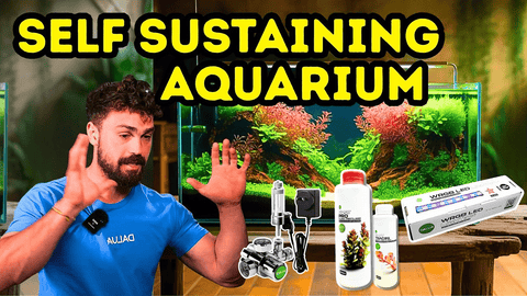 No Water Changes for 2 Years: How to Build a Self-Sustaining Aquarium