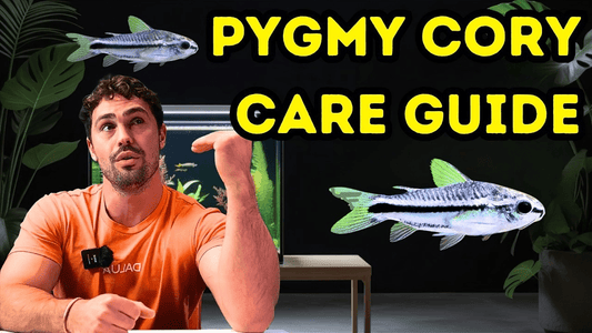 Pygmy Corydora Care & Breeding Guide for Nano Aquariums