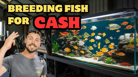 Best Fish Breeding for Quick Cash: Plecos, Guppies & Shrimp Guide