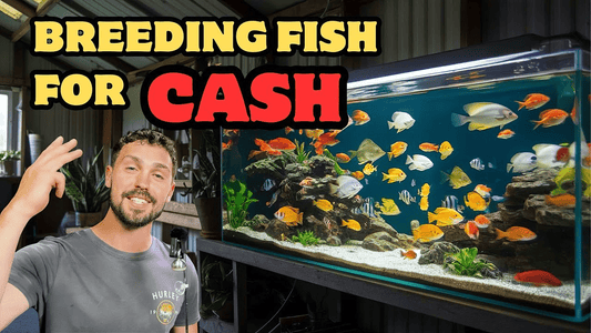 Best Fish Breeding for Quick Cash: Plecos, Guppies & Shrimp Guide