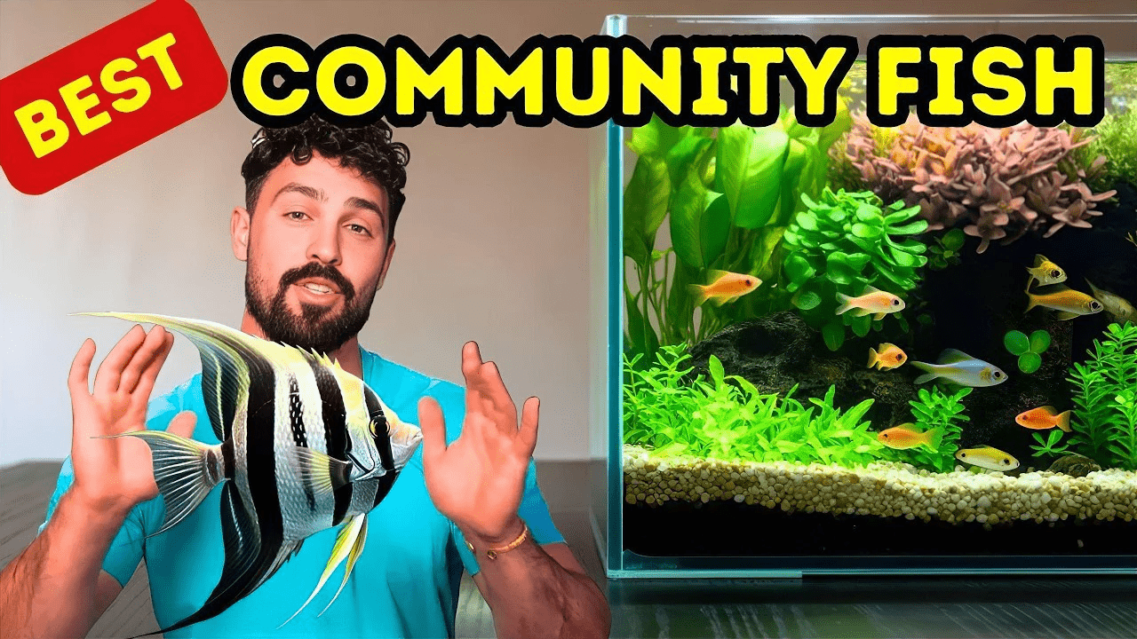 Top 6 Fish for a Peaceful, Colorful Community Aquarium (Beginner Frien ...