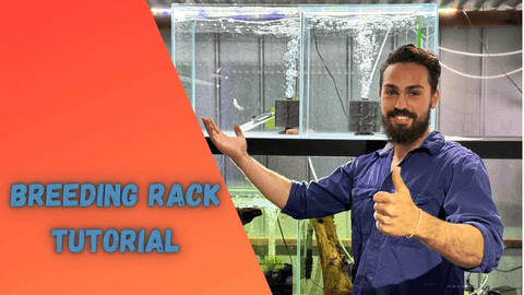 How to Set Up a Fish Breeding Rack for Maximum Profit