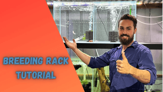 How to Set Up a Fish Breeding Rack for Maximum Profit