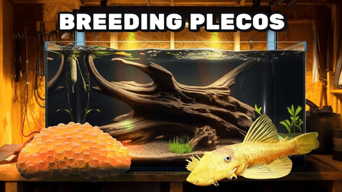 How to Breed Blue Eyed Lemon Bristlenose Plecos – Complete Care & Breeding Guide